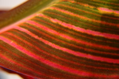 leaf.