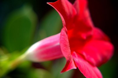 mandevilla.