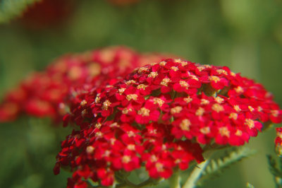 wild flower.