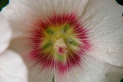 holly hock