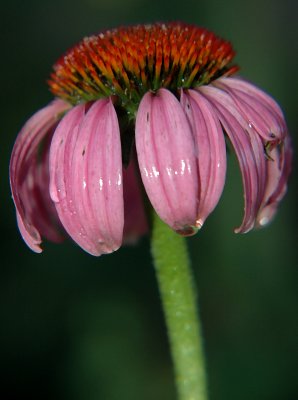 echinecea