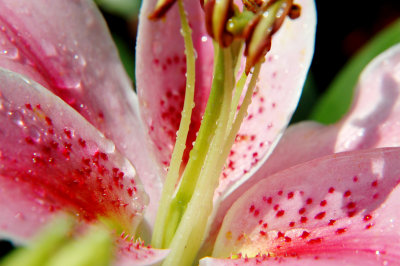 mona lisa lilly