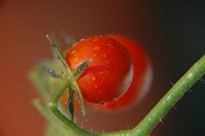cherry tomato