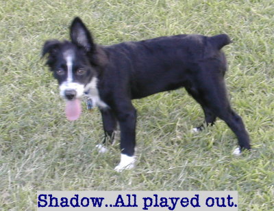 Shadow Played Out.jpg
