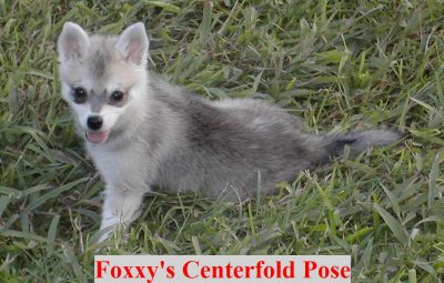 Foxxy Centerfold.jpg