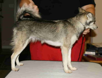 OnlineDogShowFoxxyRight.jpg