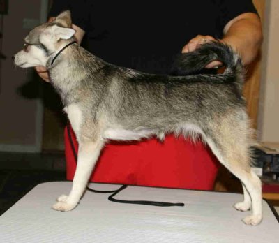 OnlineDogShowFoxxyLeft.jpg