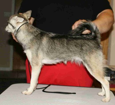OnlineDogShowFoxxyLeft2.jpg