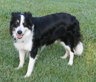 Click on Picture to See More of Kasey, A Border Collie