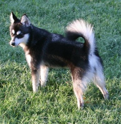 *NAITOK'S RIO FOXX* Click on picture to see more of Rio, A toy Alaskan Klee Kai