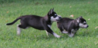 Bebop chasing Mandy August 3 2007 018.JPG