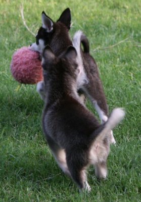 Give me the Ball Bebop! August 3 2007 127.JPG