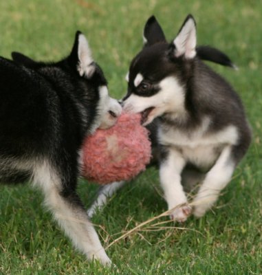 Rio & Bebop Tug August 3 2007 155.JPG