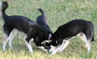 Rio, Mandy, Bebop - Puppy Huddle - September 2007 145.JPG