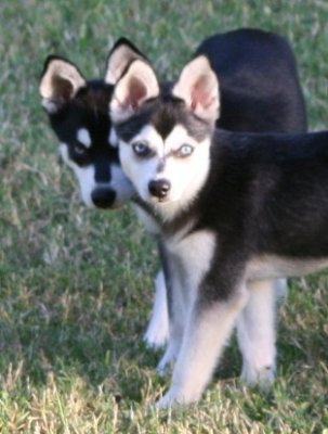 Click on picture to see more of Bebop & Mandy, Miniature Alaskan Klee Kai