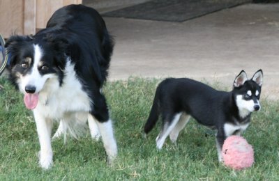 Kasey & Bebop September 2007 189.JPG