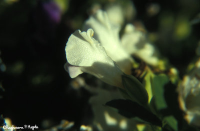 A dew covered flower