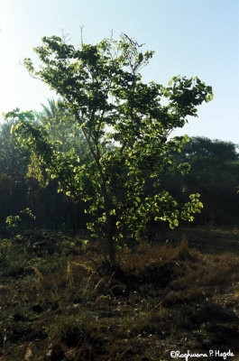 A backlit tree