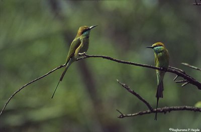 A pair of small green bee eaters - 1