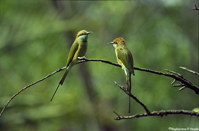 A pair of small green bee eaters - 2