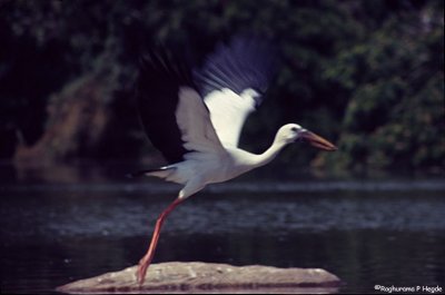 Openbill take off, Ranganathittu, India