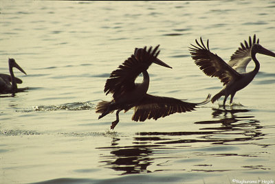 Pelican duo - take off