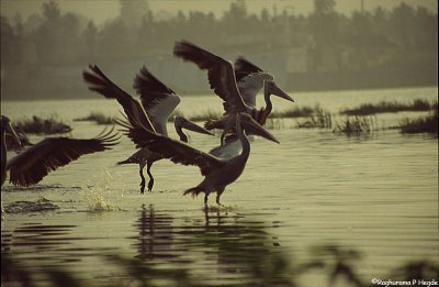 Medahalli (pelicans, a heron and a kingfisher)