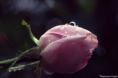 Rain drops on rose bud