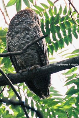 Mottled Wood Owl 2, RRI, Bangalore, India