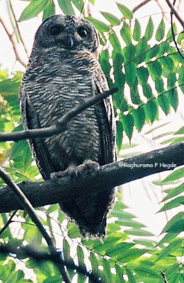 Mottled Wood Owl 4, RRI, Bangalore, India