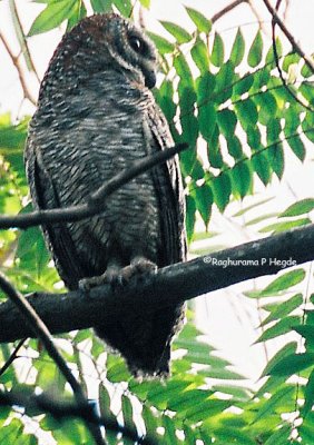 Mottled Wood Owl 3, RRI, Bangalore, India