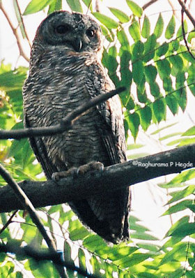 Mottled Wood Owl 1, RRI, Bangalore, India