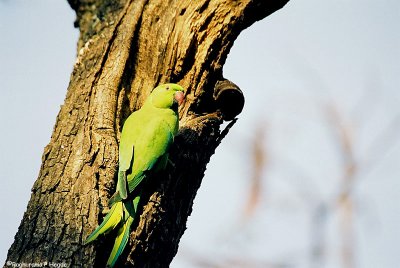 Mother Parakeet