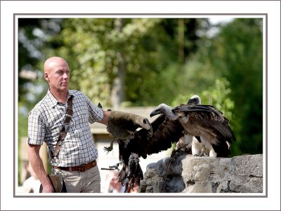 Vautour