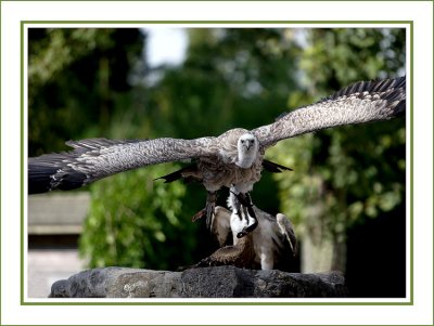 Vautour au dcollage