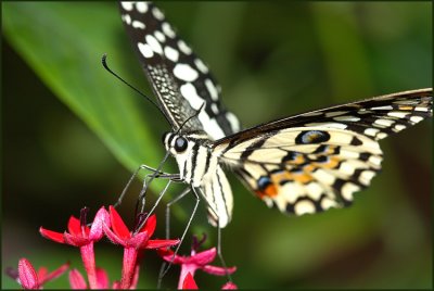 Les Papillons du Naturospace