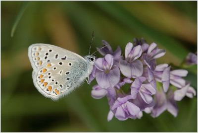 Azuré commun (Polyommatus icarus)