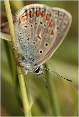 Azuré commun (Polyommatus icarus)