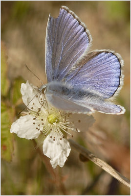 Azuré commun (Polyommatus icarus)