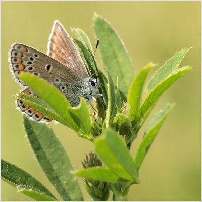 Azuré commun (Polyommatus icarus)