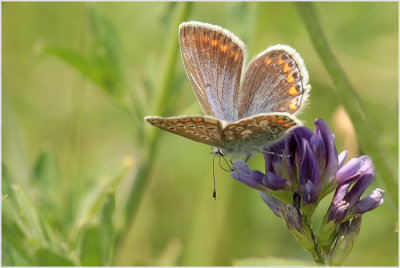 Azuré commun (Polyommatus icarus)