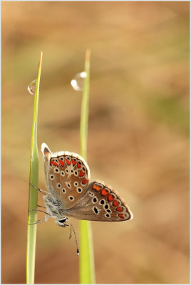 Azuré commun (Polyommatus icarus)