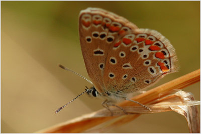 Azuré commun (Polyommatus icarus)