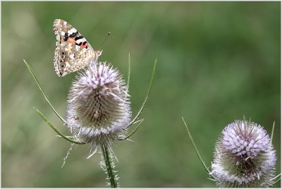 Belle dame (Vanessa cardui)
