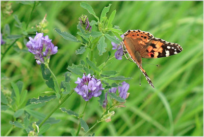 Belle dame (Vanessa cardui)
