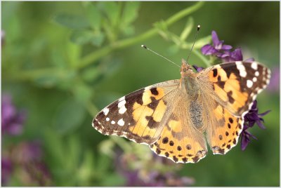 Belle dame (Vanessa cardui)