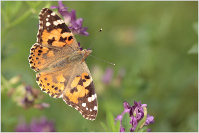 Belle dame (Vanessa cardui)