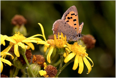 Cuivré commun (Lycaena phaeas)