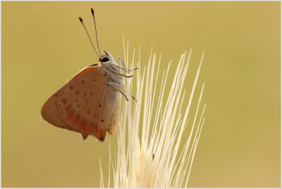 Cuivré commun (Lycaena phaeas)