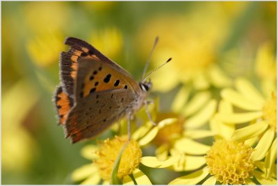 Cuivré commun (Lycaena phaeas)